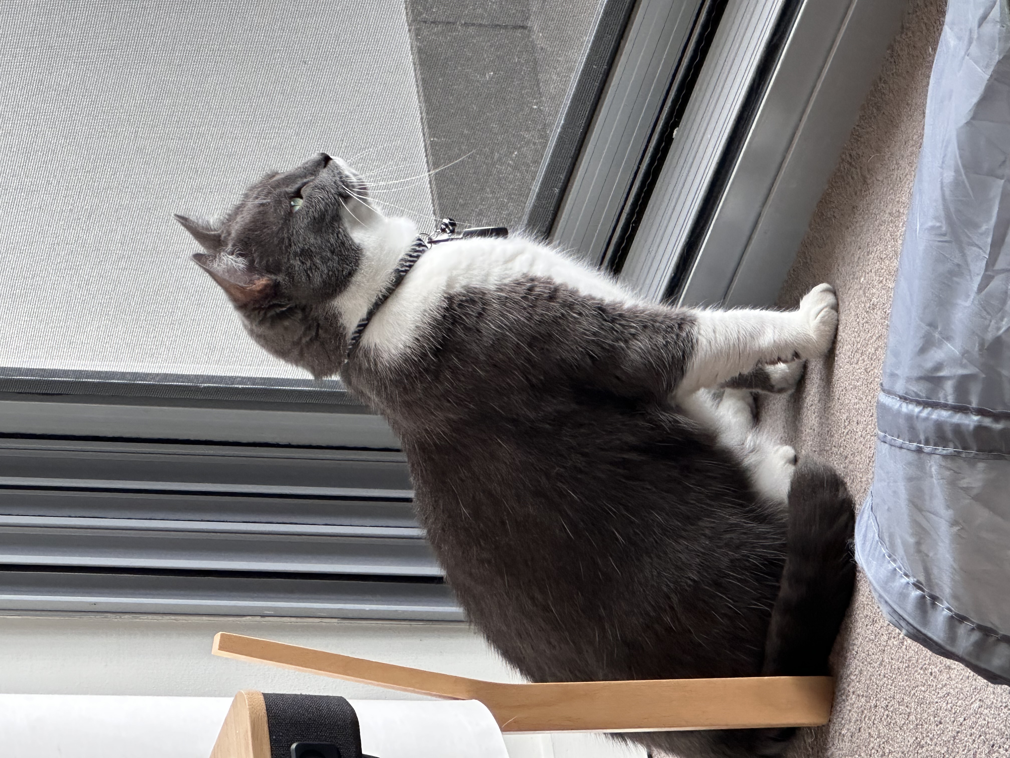 Sunbeam lounging session