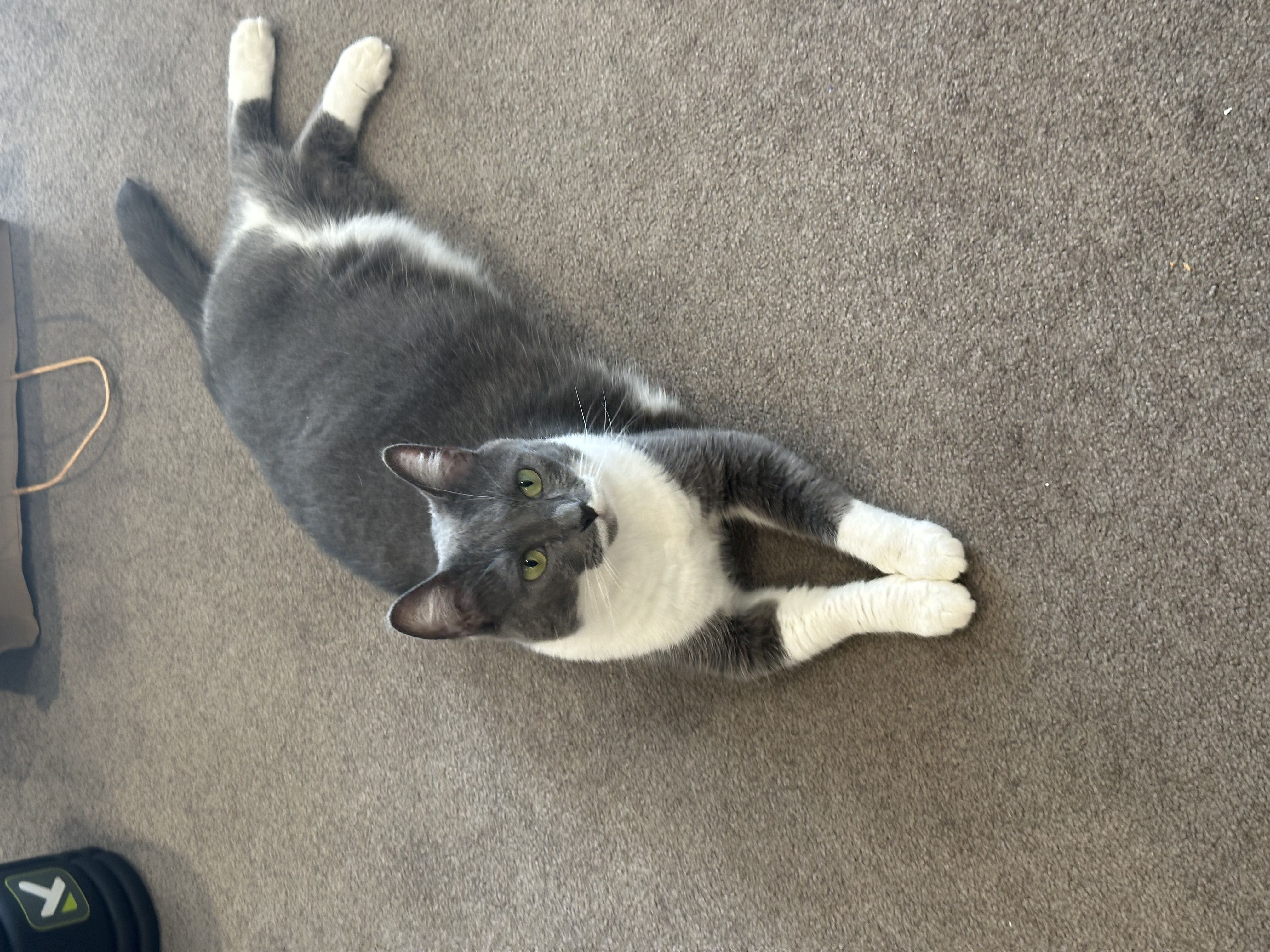 Curious Luna watching from her cat tree