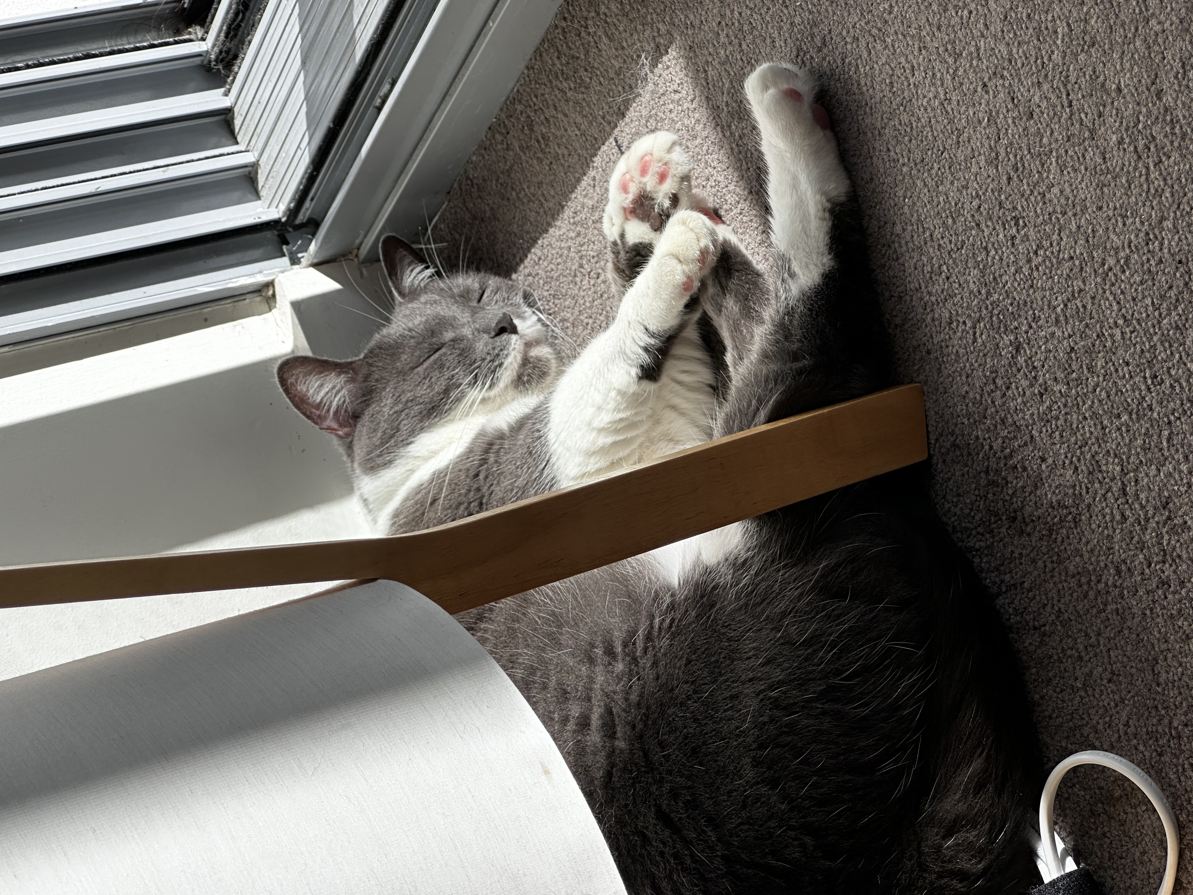 Luna power napping on a blanket